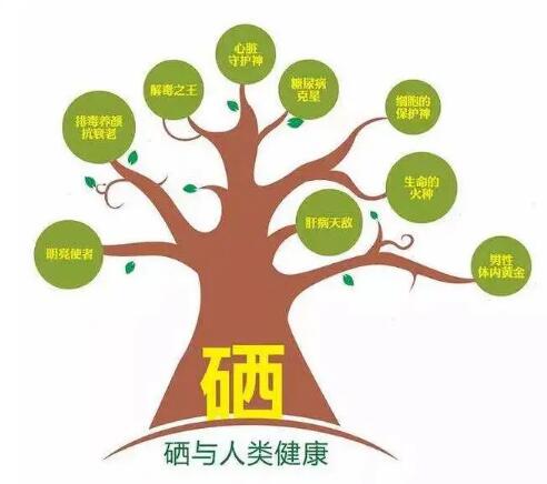 钙铁锌硒检测仪厂家提示什么叫有机硒和无机硒？科学补硒看看吧